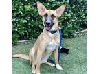 Adopt Adi a Tan/Yellow/Fawn - with Black Mixed Breed (Medium) / Shepherd