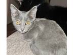 Adopt Blue a Spotted Tabby/Leopard Spotted Russian Blue cat in Jemison