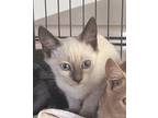 Adopt Siamese x a Spotted Tabby/Leopard Spotted American Shorthair cat in