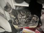 Adopt Peeta E a Gray, Blue or Silver Tabby Domestic Shorthair (short coat) cat