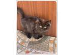 Adopt Juniper a Brown or Chocolate Persian (long coat) cat in Newmarket