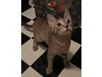 Adopt Darcie a Gray, Blue or Silver Tabby Domestic Shorthair (short coat) cat in