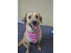 Adopt Muffin a Tan/Yellow/Fawn - with Black Great Pyrenees / Shepherd (Unknown