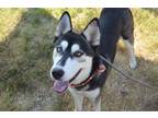 Adopt Biscotti a Black - with White Husky / Mixed dog in McKinney, TX (39137000)