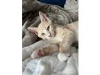 Adopt James a Orange or Red Tabby Domestic Shorthair (short coat) cat in Lorton
