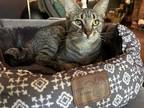 Adopt Fern a Brown Tabby Domestic Shorthair cat in Dayton, OH (39175813)