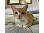 Adopt Cardamom a Orange or Red Tabby Domestic Shorthair (short coat) cat in