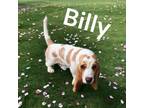 Adopt Billy a Basset Hound / Mixed dog in Lunenburg, VT (39185339)
