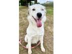 Adopt Julia a Retriever (Unknown Type) / Mixed Breed (Medium) / Mixed dog in St.