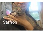 Adopt Saffron a Domestic Shorthair / Mixed (short coat) cat in St.