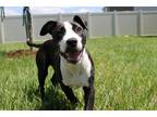 Adopt Cookie a Black Labrador Retriever / Mixed dog in Jacksonville Beach