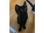 Adopt Elaine a All Black Domestic Shorthair / Mixed (short coat) cat in