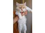 Adopt Ron Weasley a Cream or Ivory (Mostly) Persian (long coat) cat in
