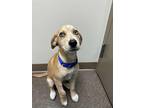 Adopt Millie a Beagle / Labrador Retriever dog in PACIFICA, CA (39124431)