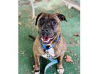 Adopt Jax a Brindle Boxer / Mixed dog in Clarkesville, GA (39188645)