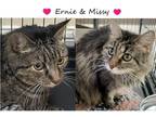Adopt SR MISSY (& Ernie) a Black (Mostly) Domestic Longhair / Mixed (long coat)