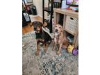 Adopt Timber and Groot a Black - with Tan, Yellow or Fawn Doberman Pinscher /