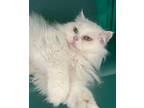 Adopt Frances a White Persian / Mixed (long coat) cat in Lorton, VA (39134269)