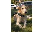 Adopt Griffyn a White - with Tan, Yellow or Fawn Golden Retriever / Poodle