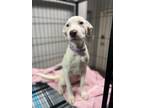 Adopt Lilac a White Pointer / Pit Bull Terrier dog in Phoenix, AZ (39189423)