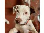 Adopt Lester a White Pointer / Pit Bull Terrier dog in Phoenix, AZ (39189422)