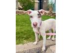 Adopt Lyra a Brown/Chocolate - with White Pointer / Pit Bull Terrier dog in