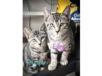 Adopt Thumper a Gray, Blue or Silver Tabby Domestic Shorthair / Mixed cat in