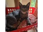Adopt Concord a Brown Tabby Domestic Shorthair / Mixed (short coat) cat in
