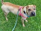 Adopt Bindi a Tan/Yellow/Fawn Shar Pei / Mixed dog in Lake Forest, CA (39192014)