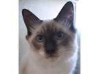 Adopt Jippie a Cream or Ivory (Mostly) Siamese (medium coat) cat in Encinitas