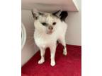 Adopt Simba a White Siamese (short coat) cat in Rochester, IN (39103211)
