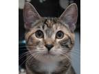 Adopt Theaby a Brown Tabby Domestic Shorthair (short coat) cat in Encinitas