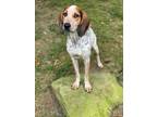 Adopt Debbie a Tricolor (Tan/Brown & Black & White) Bluetick Coonhound / Mixed