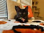 Adopt Alex (23-203 C) a All Black Domestic Shorthair / Mixed (long coat) cat in