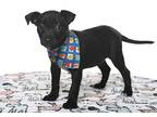Adopt Salsa a Black - with White Terrier (Unknown Type, Medium) / Labrador