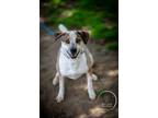 Adopt AC - Marvelous Moe a Brown/Chocolate - with White Australian Cattle Dog /
