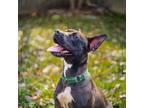 Adopt TINA a Black Labrador Retriever / American Pit Bull Terrier dog in Ogden