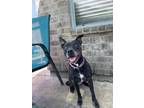 Adopt TAMMIE a Black - with White Labrador Retriever / Terrier (Unknown Type