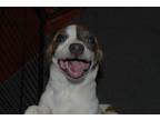 Adopt Three’s company : Janet a White Collie / Australian Shepherd dog in