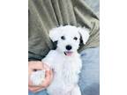 Adopt Pearl a White Miniature Schnauzer / Mixed dog in University Park