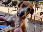 Adopt Dorothy a Tricolor (Tan/Brown & Black & White) Beagle / Mixed dog in
