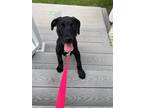 Adopt Gholson a Black Labrador Retriever / Mixed Breed (Medium) dog in Saugus