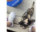 Adopt Meredith a Tortoiseshell American Shorthair / Mixed (short coat) cat in