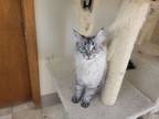 Adopt Osita a Gray or Blue Siamese (long coat) cat in Parker, CO (39187345)