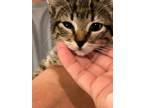 Adopt Old Navy a Spotted Tabby/Leopard Spotted Domestic Shorthair cat in Parker