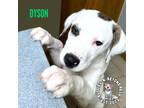 Adopt Dodge City Litter: Dyson a Boxer / Great Pyrenees dog in Omaha