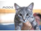 Adopt Moose a Gray, Blue or Silver Tabby Domestic Shorthair / Mixed (short coat)