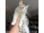 Adopt Sugar a Gray or Blue (Mostly) Persian (long coat) cat in Newmarket