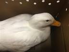 Adopt FRITZ a Duck bird in Tustin, CA (39191890)