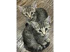 Adopt Twiggy and Smaulls a Gray, Blue or Silver Tabby Domestic Shorthair (short